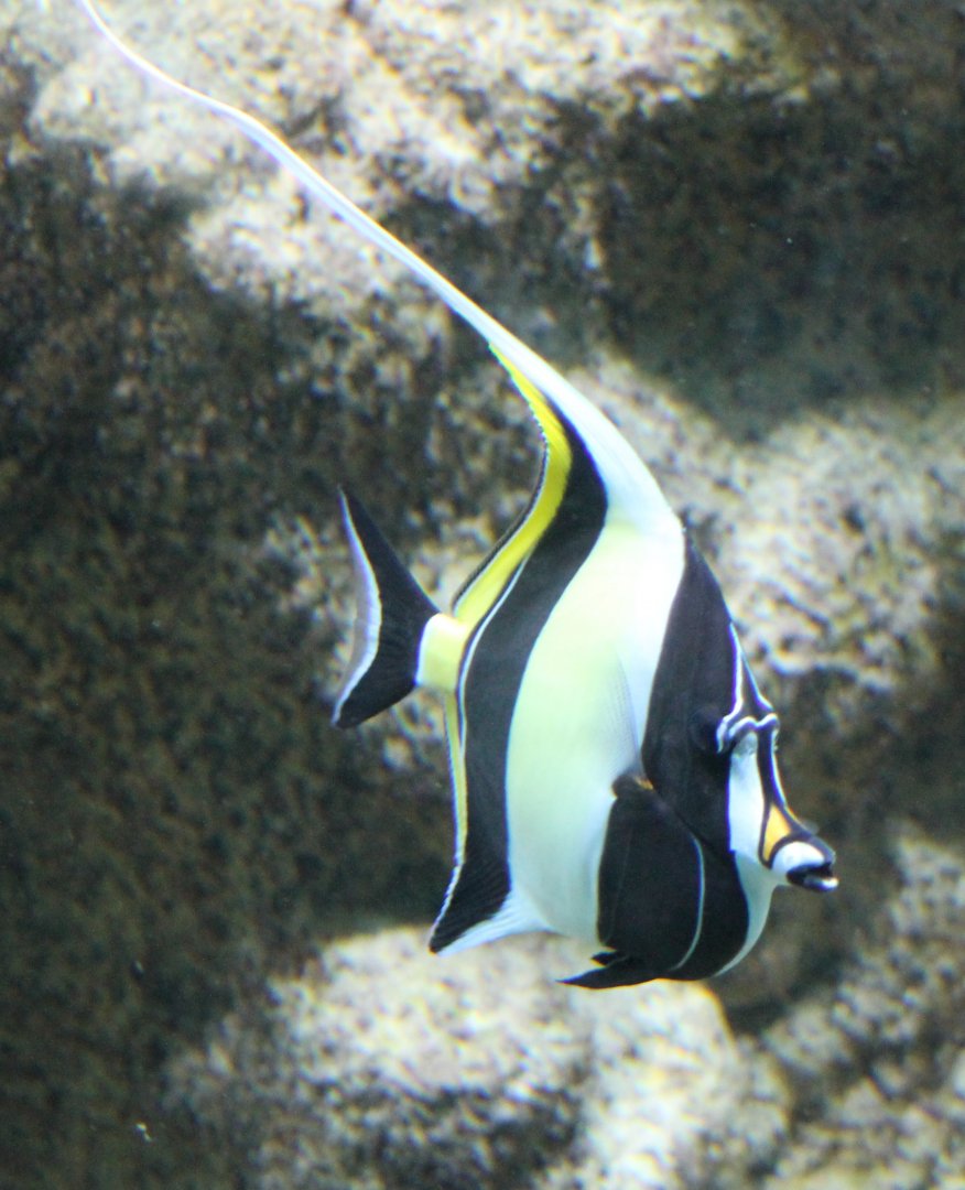 Moorish idol
