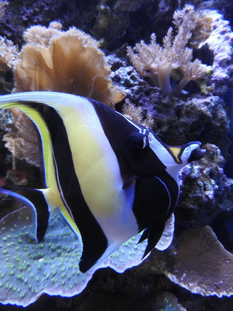 Moorish Idol