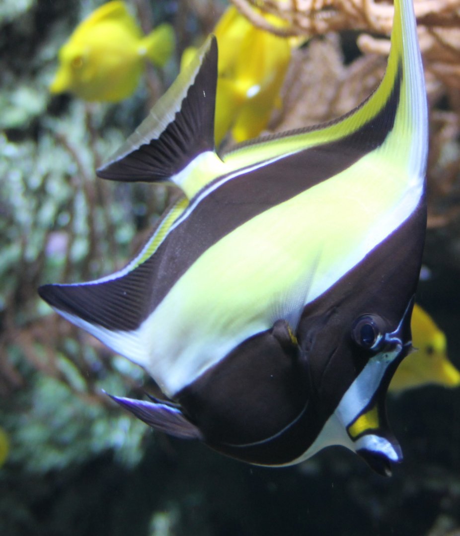 Moorish idol