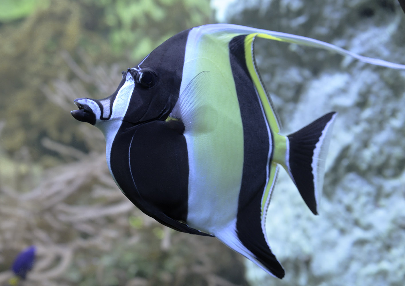 Moorish idol