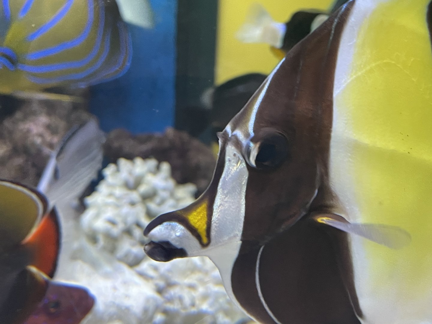 moorish idol