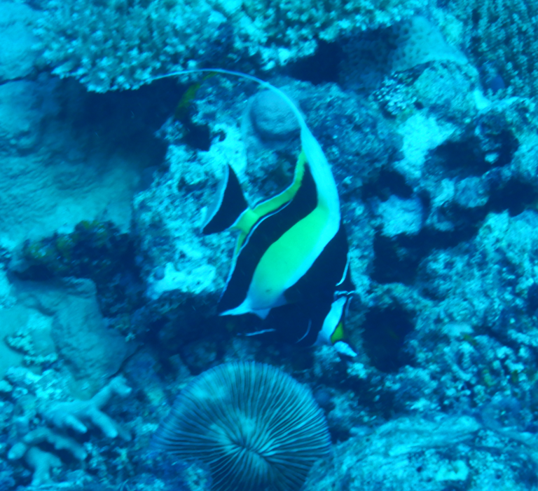 Moorish Idol
