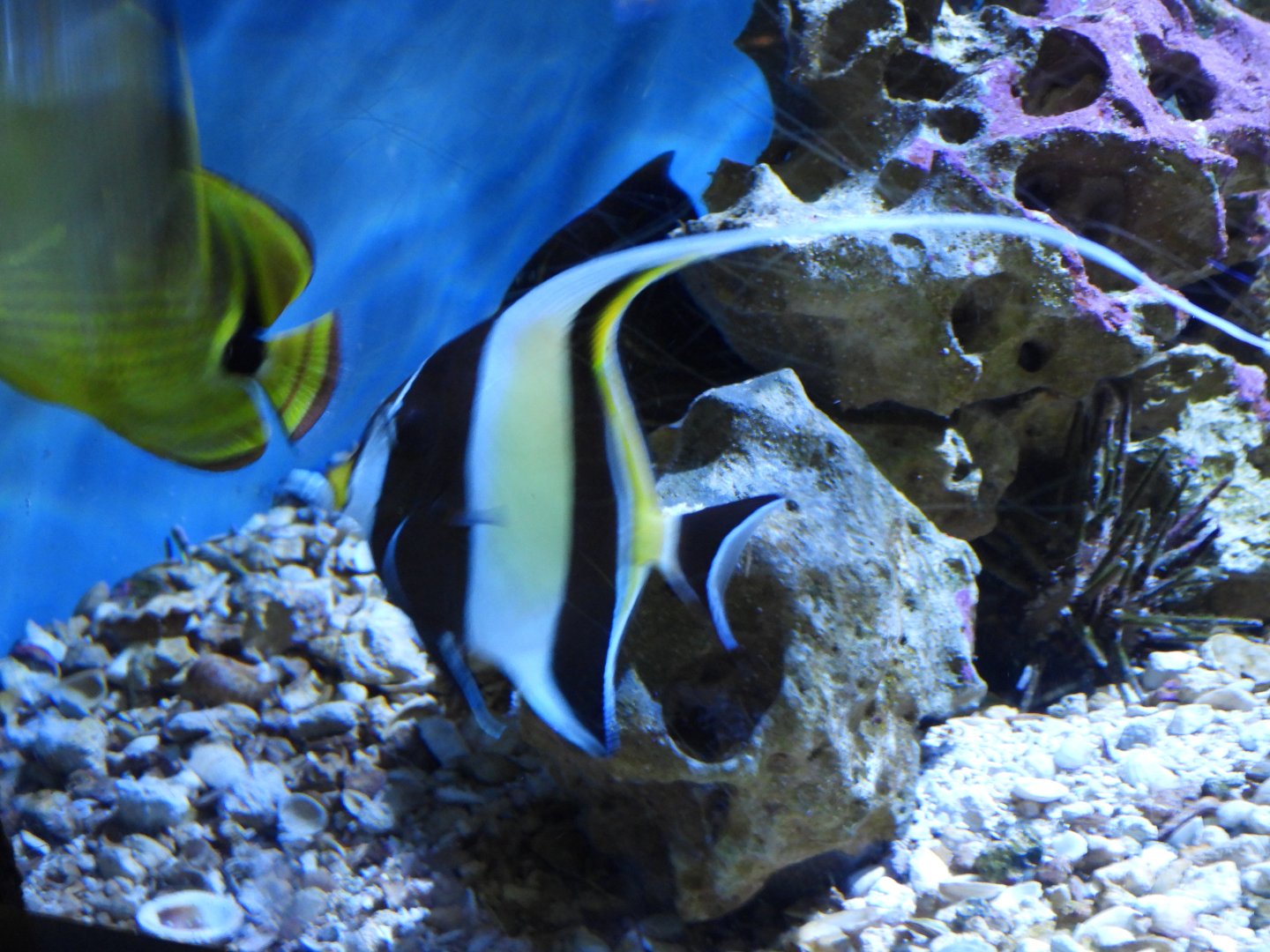 Moorish idol