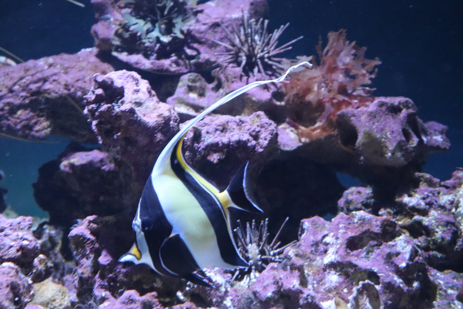 Moorish Idol