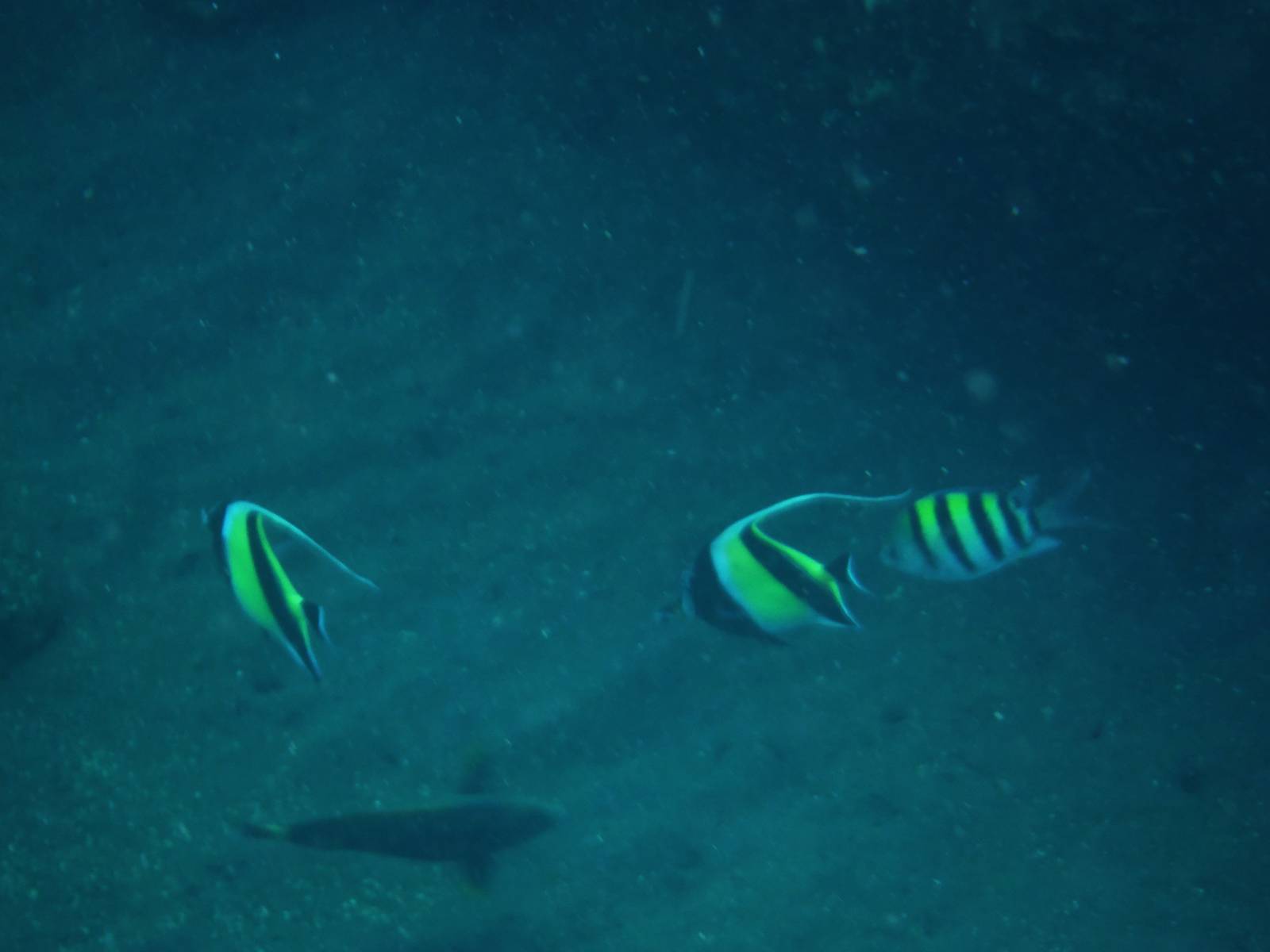 Moorish Idols - Bali