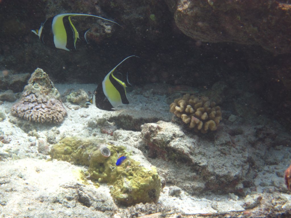 Moorish Idols