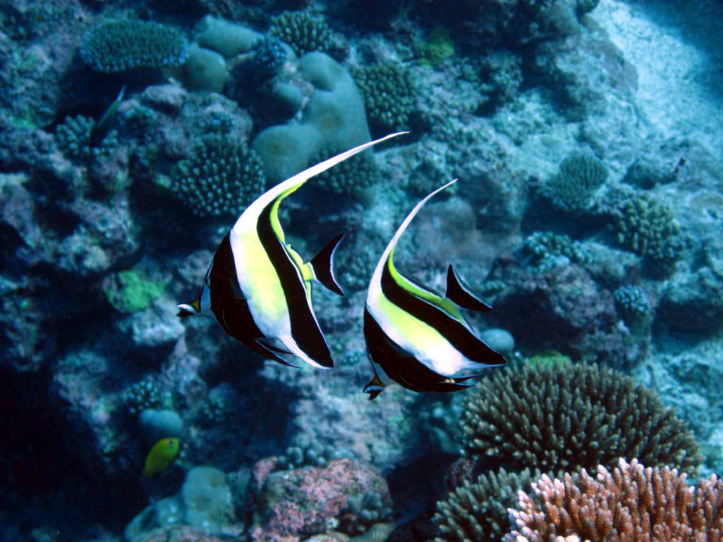 Moorish Idols