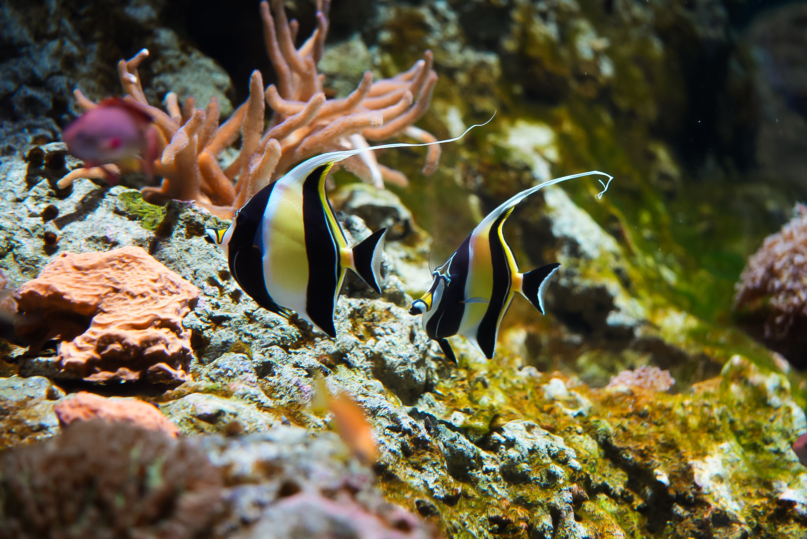 Moorish Idols