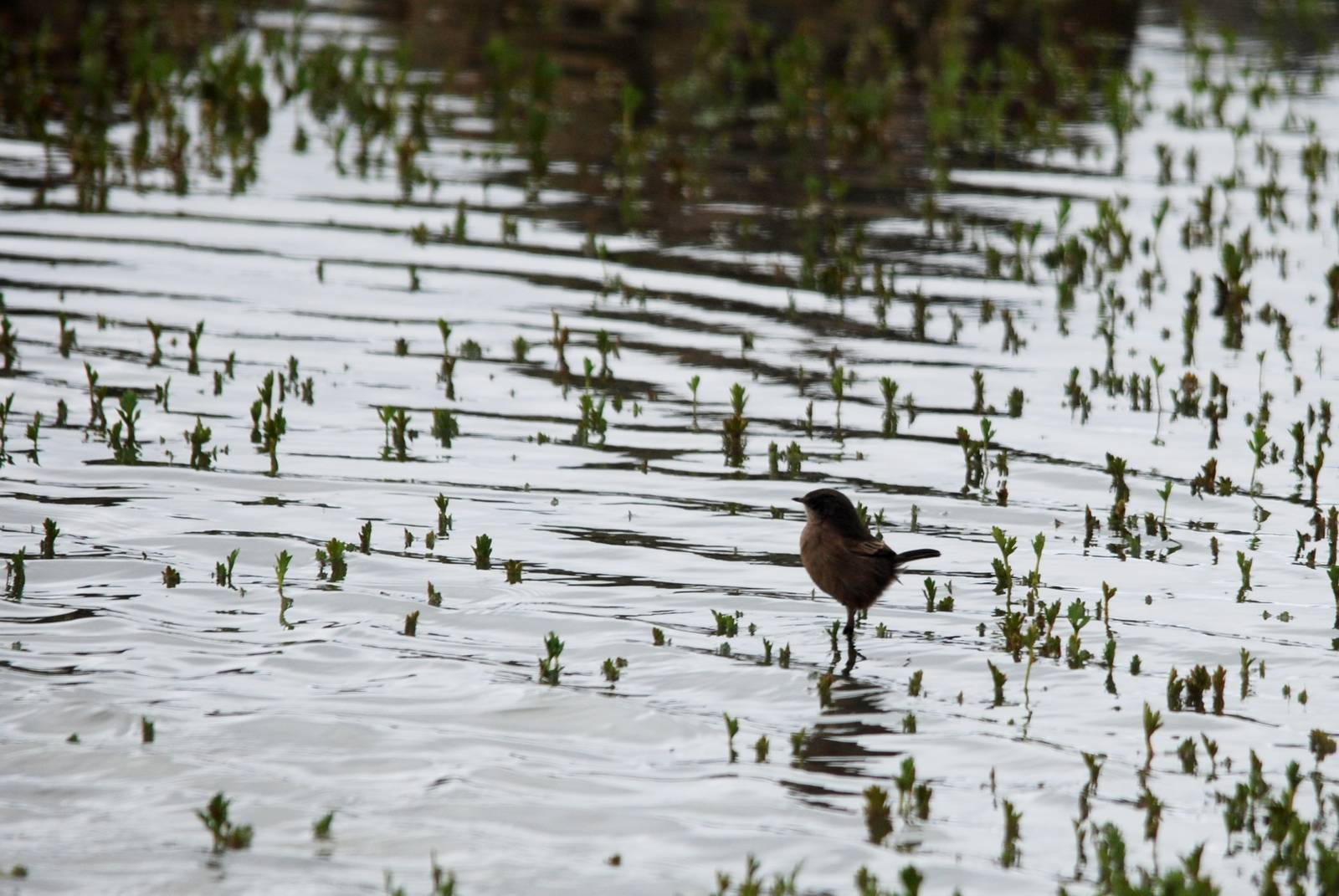 Moorland Chat in Bale Mountains NP, 15/10/14