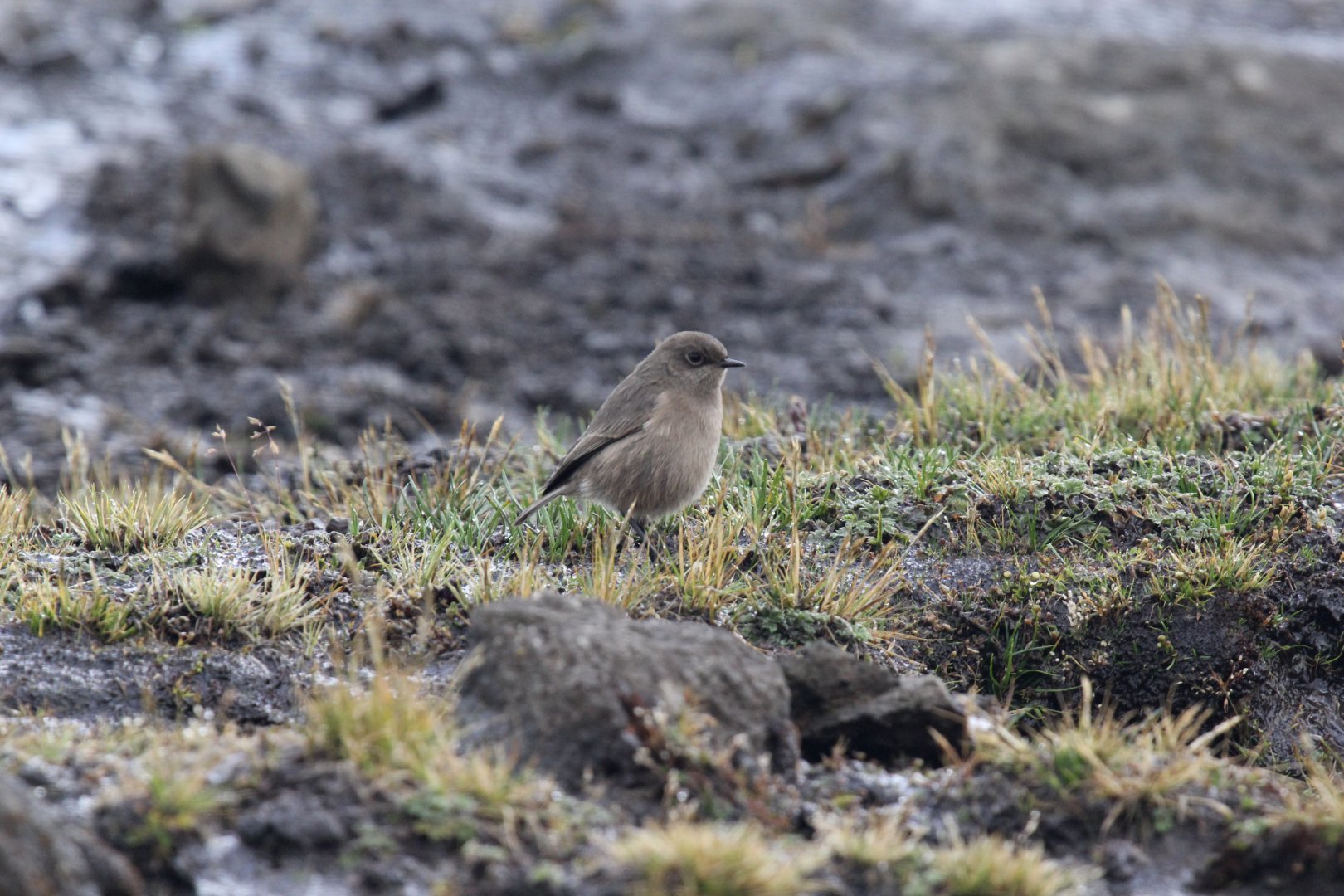 Moorland Chat (Pinarochroa sordida)