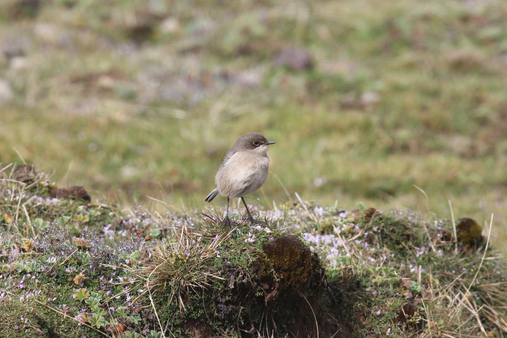 Moorland Chat (Pinarochroa sordida)