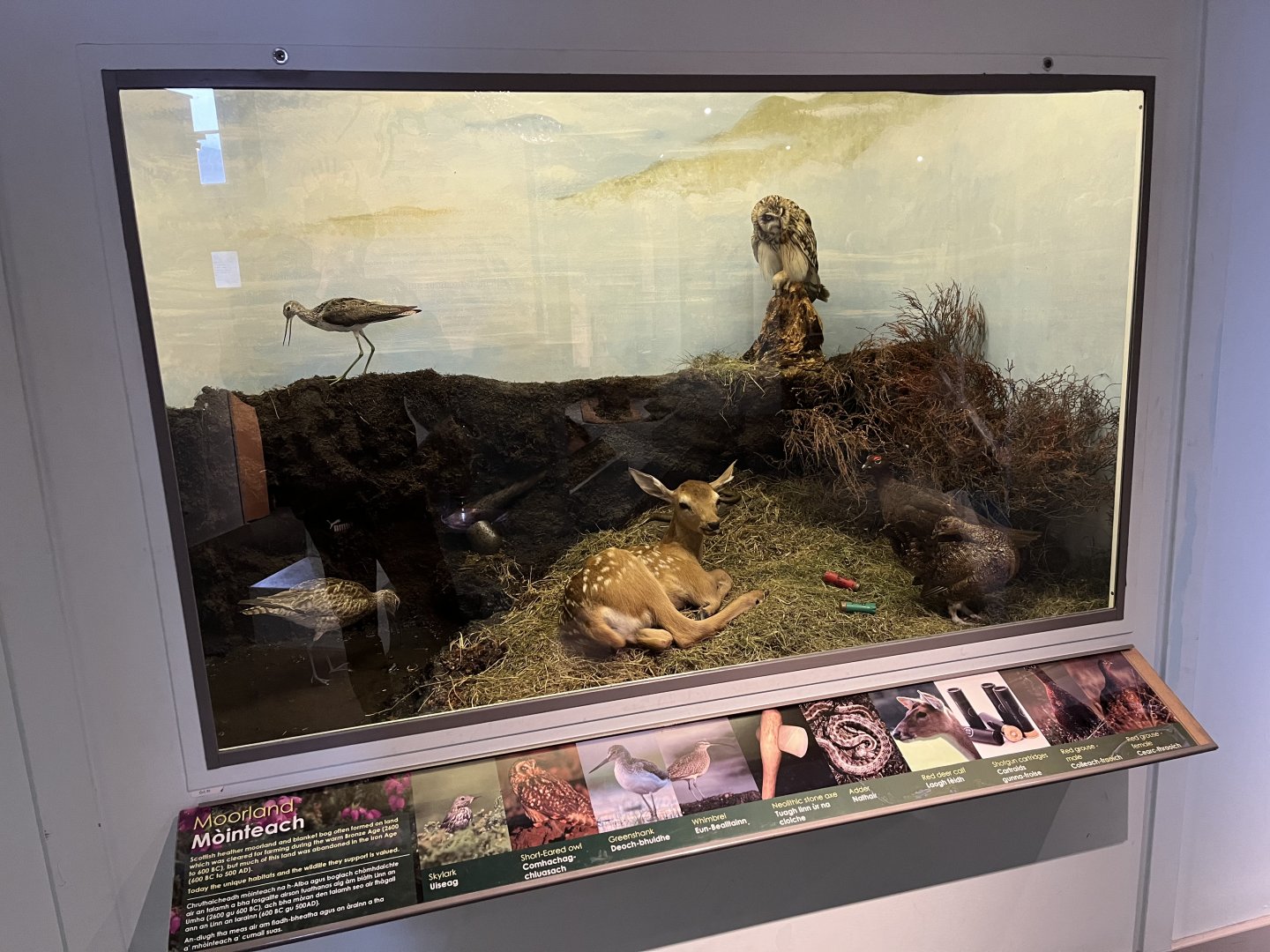 Moorland display (taken at Inverness museum 3.4.24)