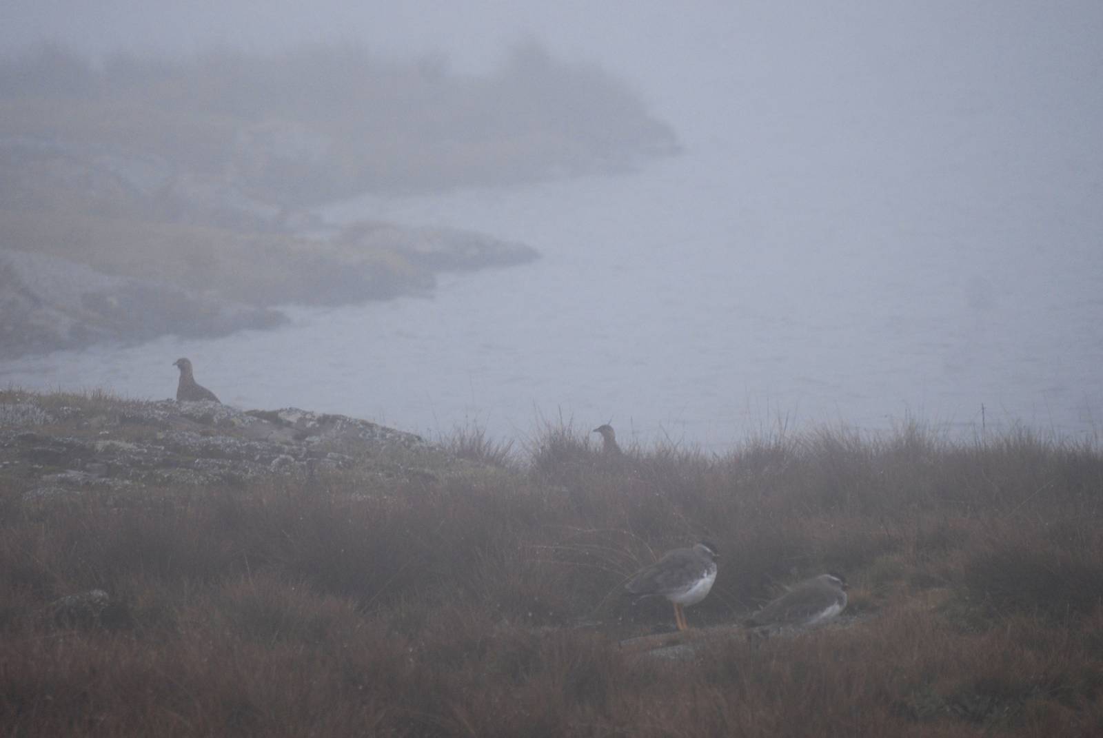 Moorland Francolins and Spot-breasted Lapwings in Bale Mountains NP, 15/10/