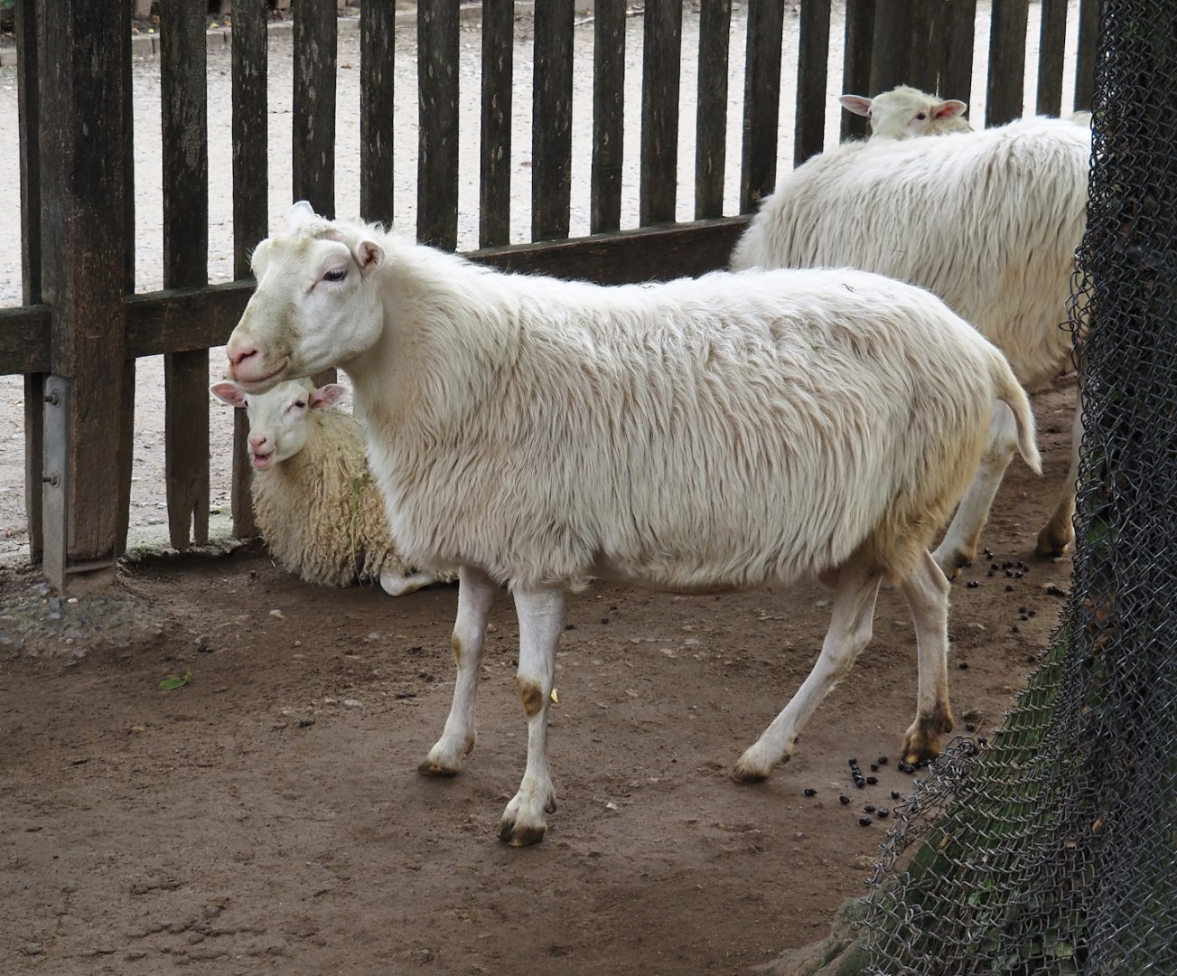 Moorschnucke or White Polled Heath sheep (Ovis aries), 2024-08-05