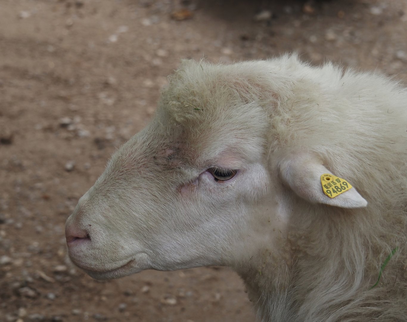 Moorschnucke or White Polled Heath sheep (Ovis aries), 2024-08-05