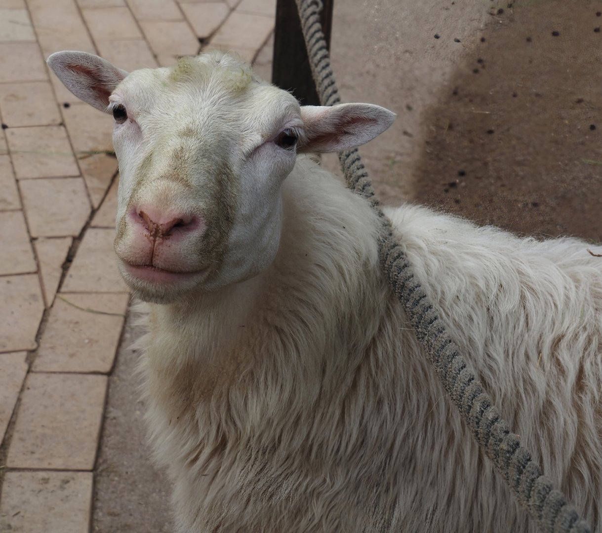 Moorschnucke or White Polled Heath sheep (Ovis aries), 2024-08-05