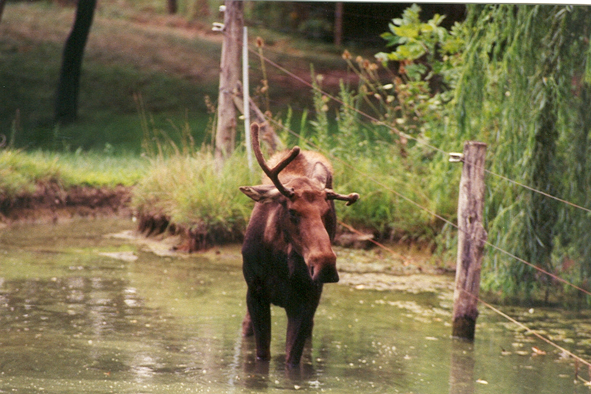 Moose - 1999