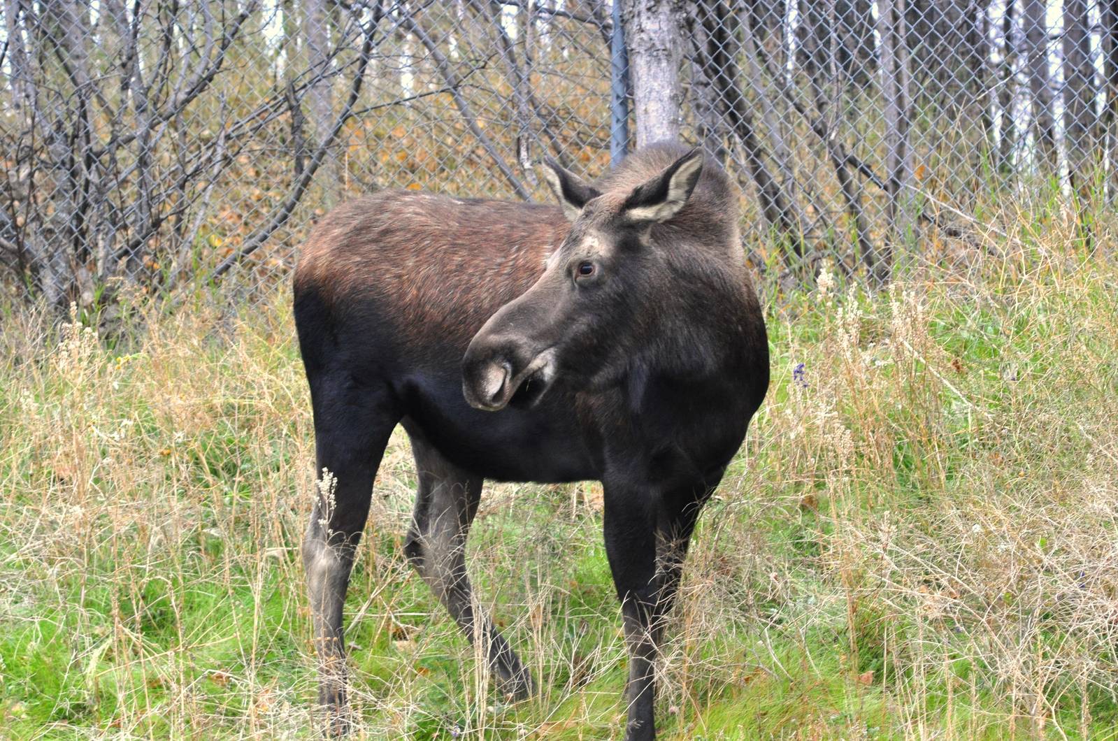 Moose - Alaska (Anchorage)