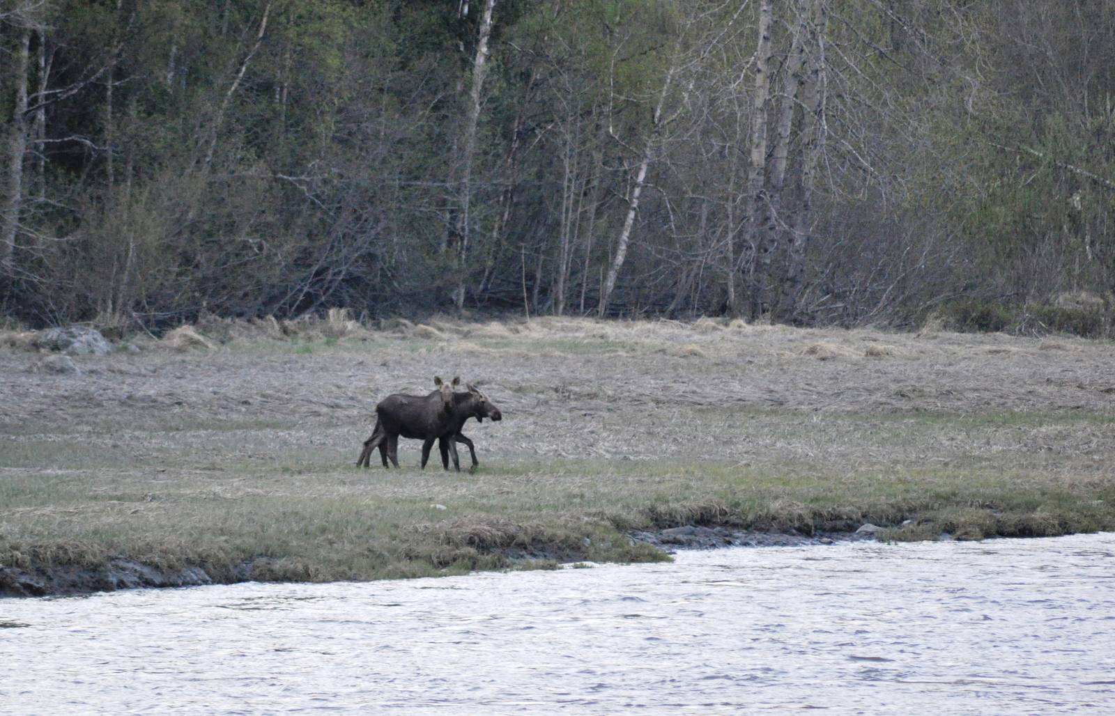 Moose - Alaska (Bird Creek)