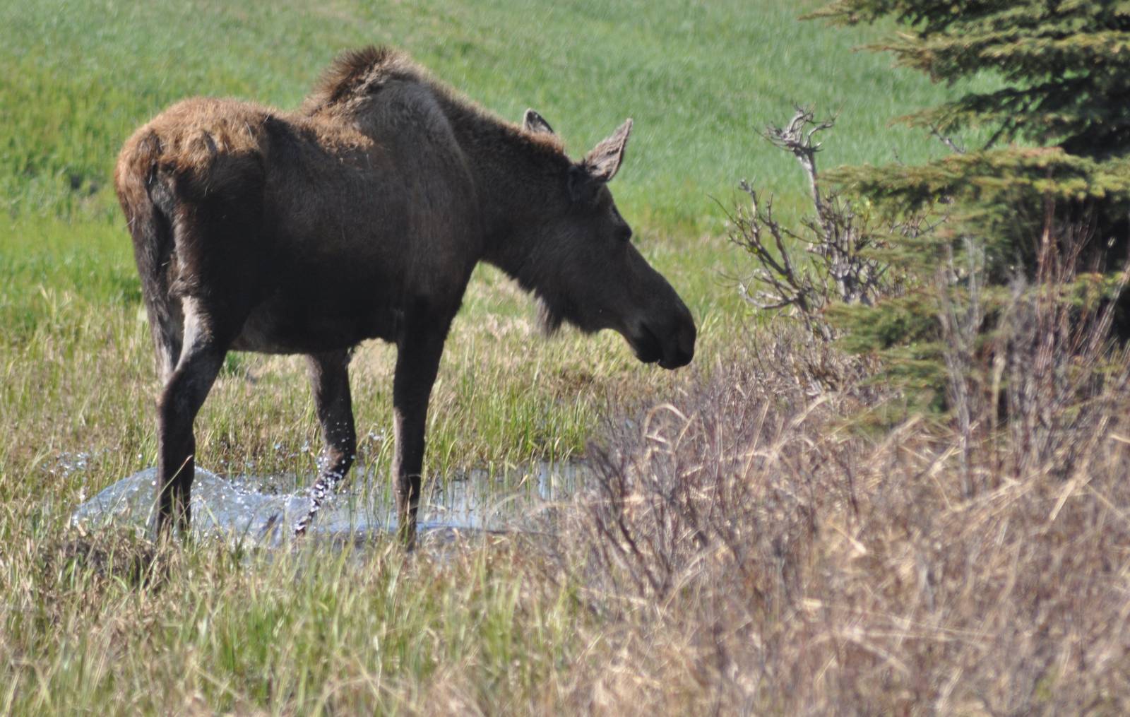 Moose - Alaska (Earthquake Park)