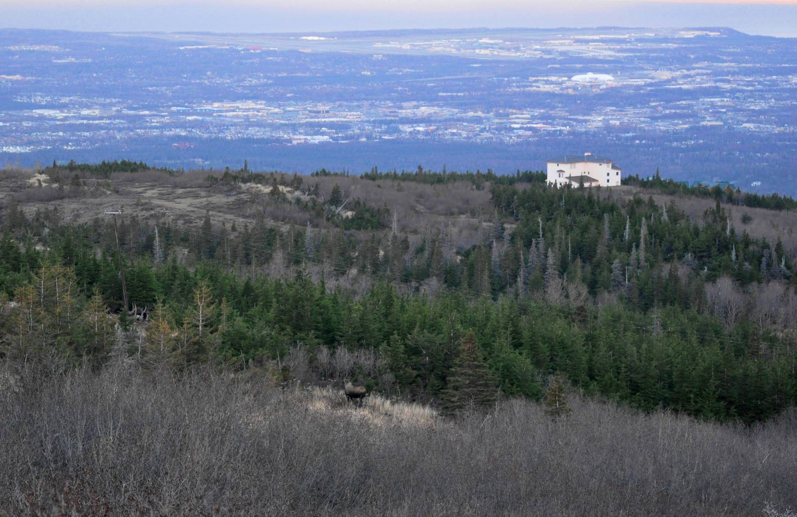 Moose - Alaska (Glen Alps overlooking Anchorage)
