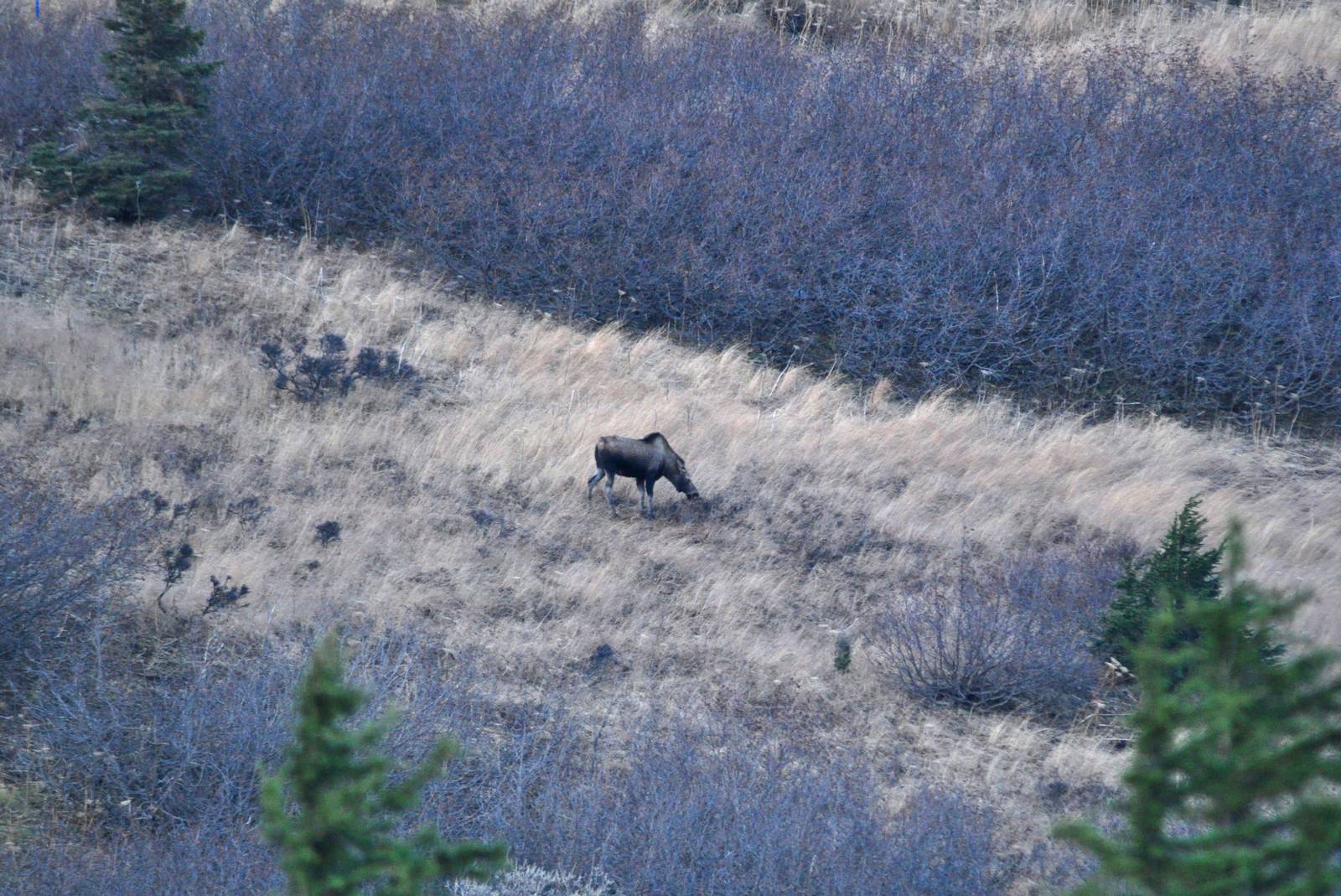 Moose - Alaska (Glen Alps Trailhead)