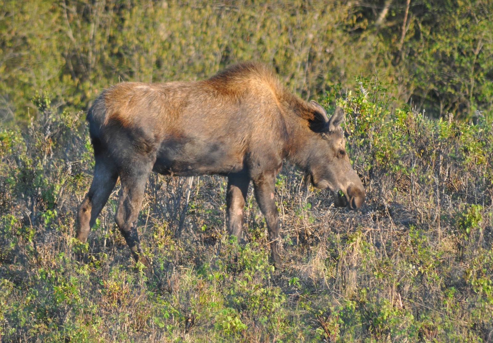 Moose - Alaska (Jewel Lake)