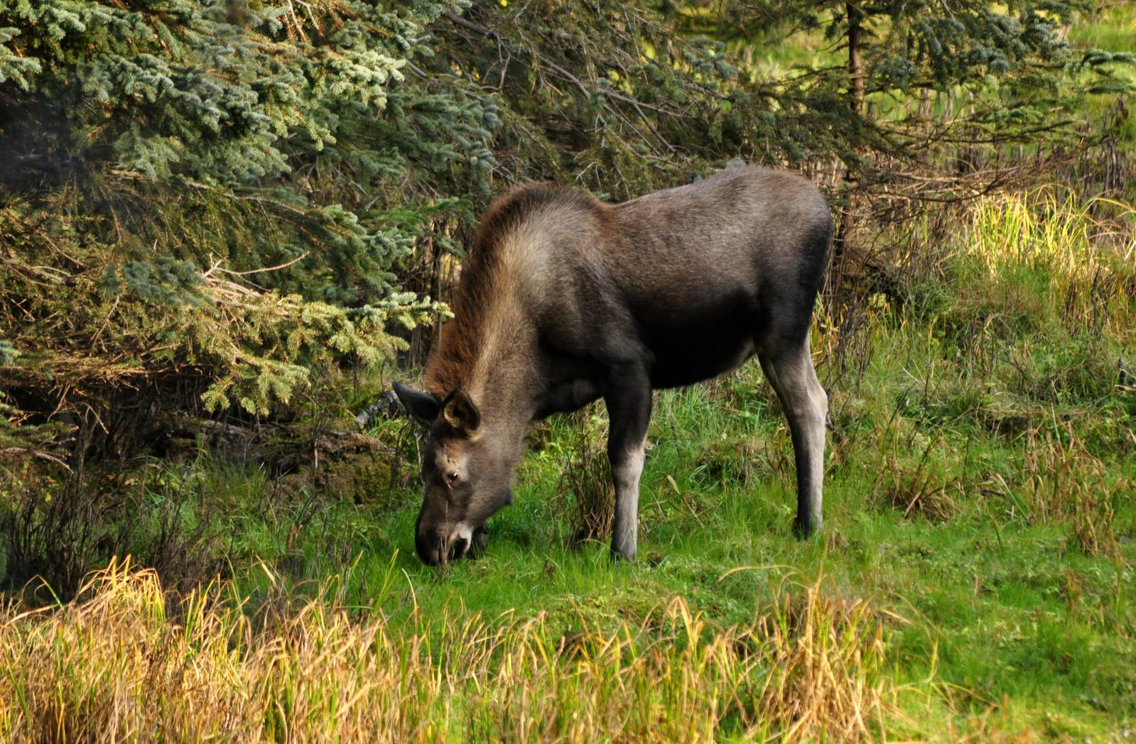 Moose - Alaska (Kincaid Park)