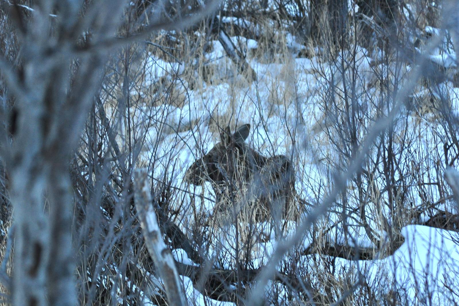 Moose - Alaska (Potter Marsh)