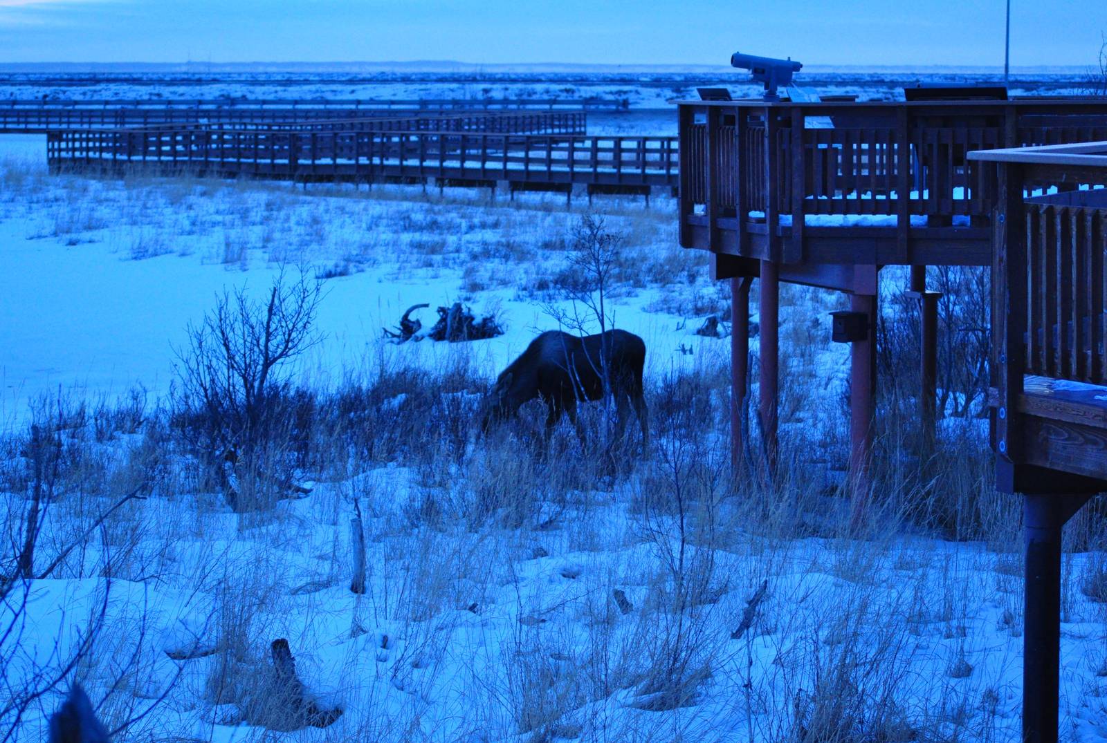 Moose - Alaska (Potter Marsh)