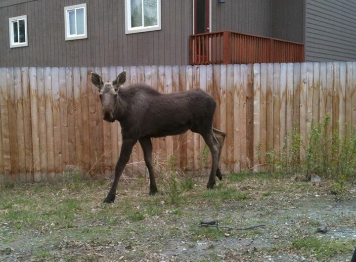Moose - Alaska