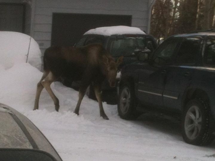 Moose - Alaska