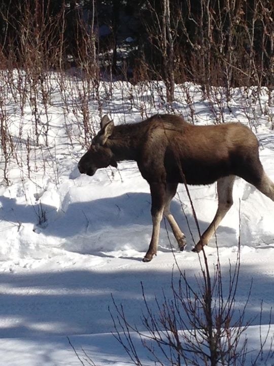 Moose - Alaska