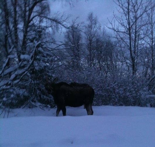 Moose - Alaska