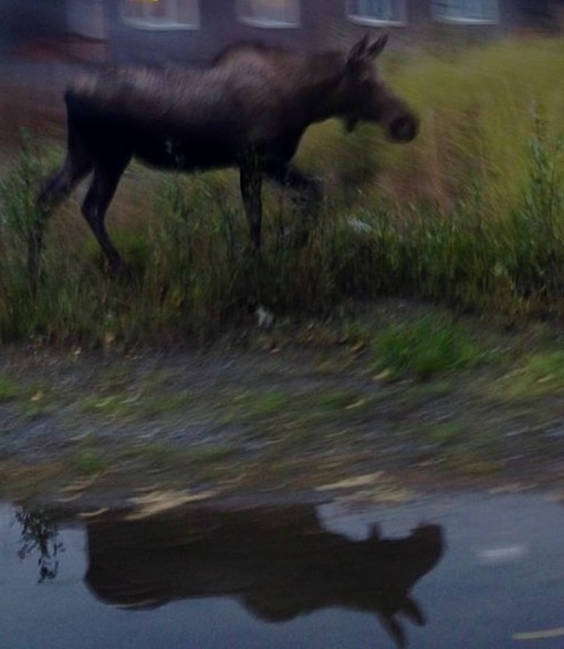 Moose - Alaska