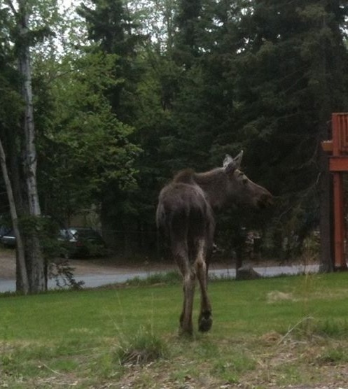 Moose - Alaska