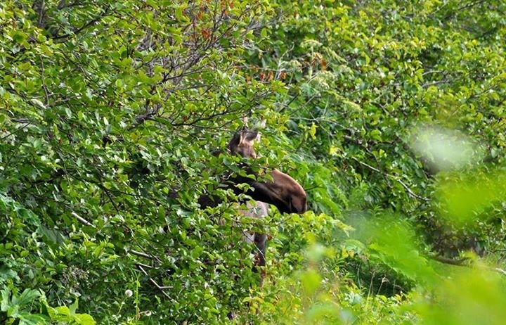 Moose - Alaska