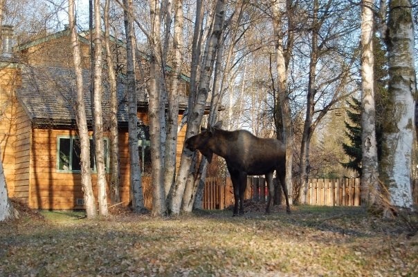 Moose - Alaska