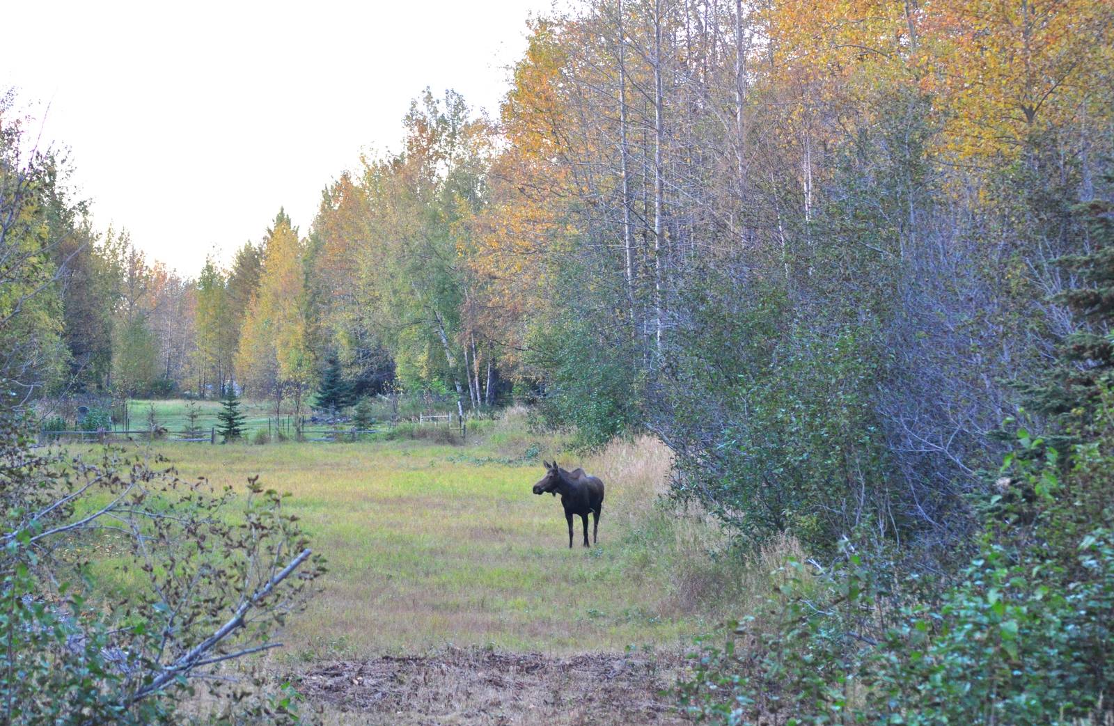 Moose - Alaska