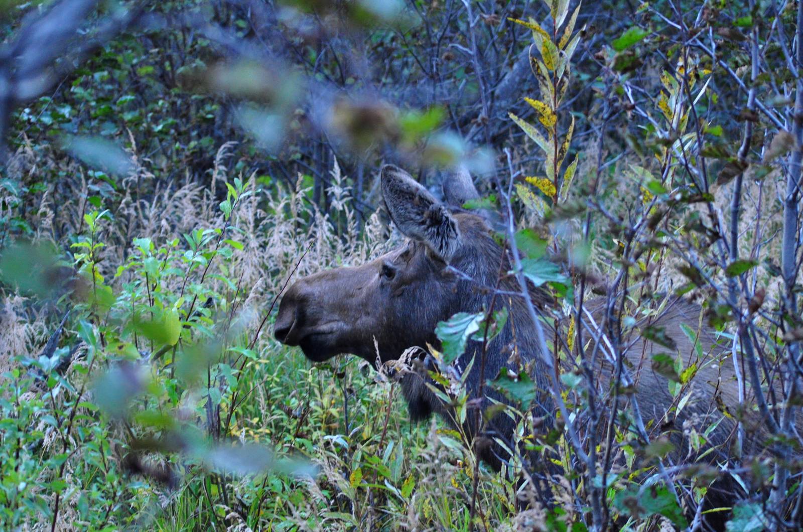 Moose - Alaska