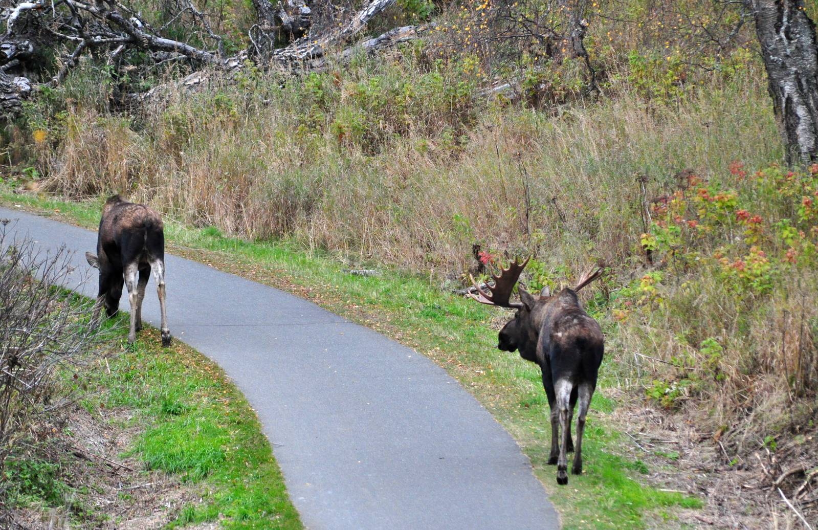 Moose - Alaska