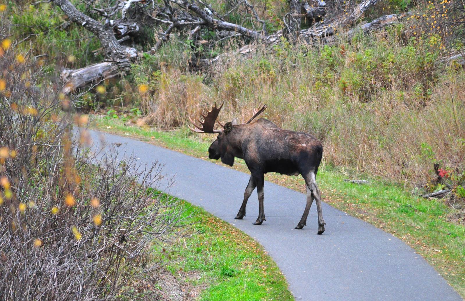 Moose - Alaska
