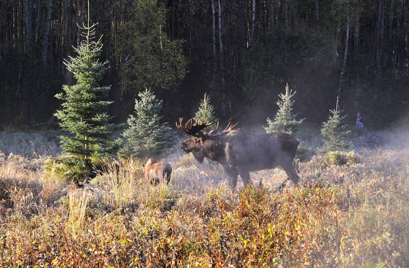 Moose - Alaska