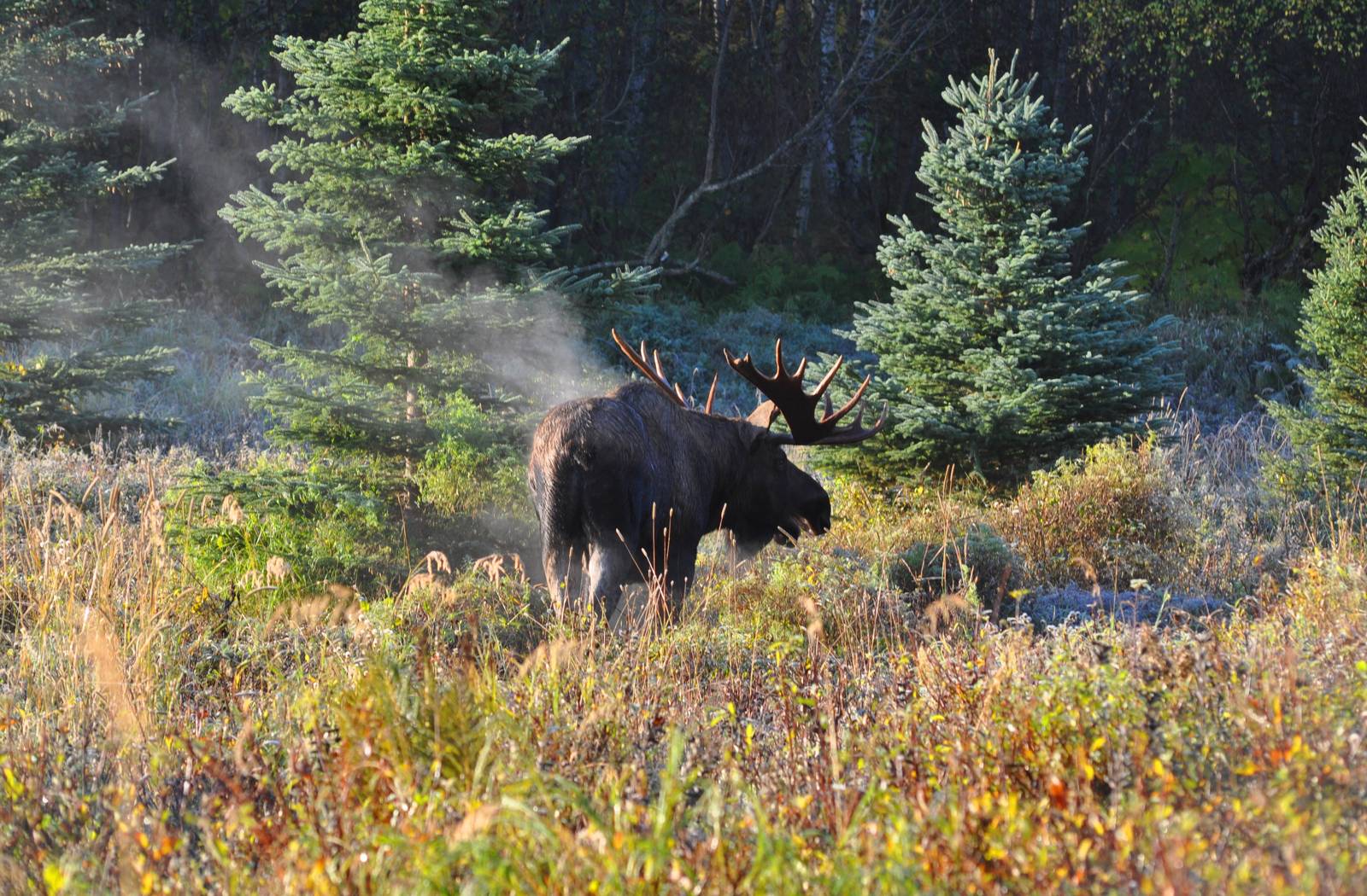 Moose - Alaska
