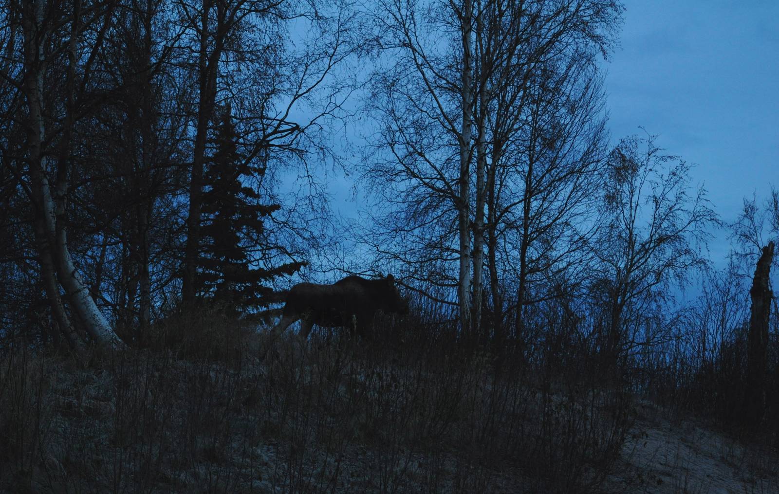 Moose - Alaska