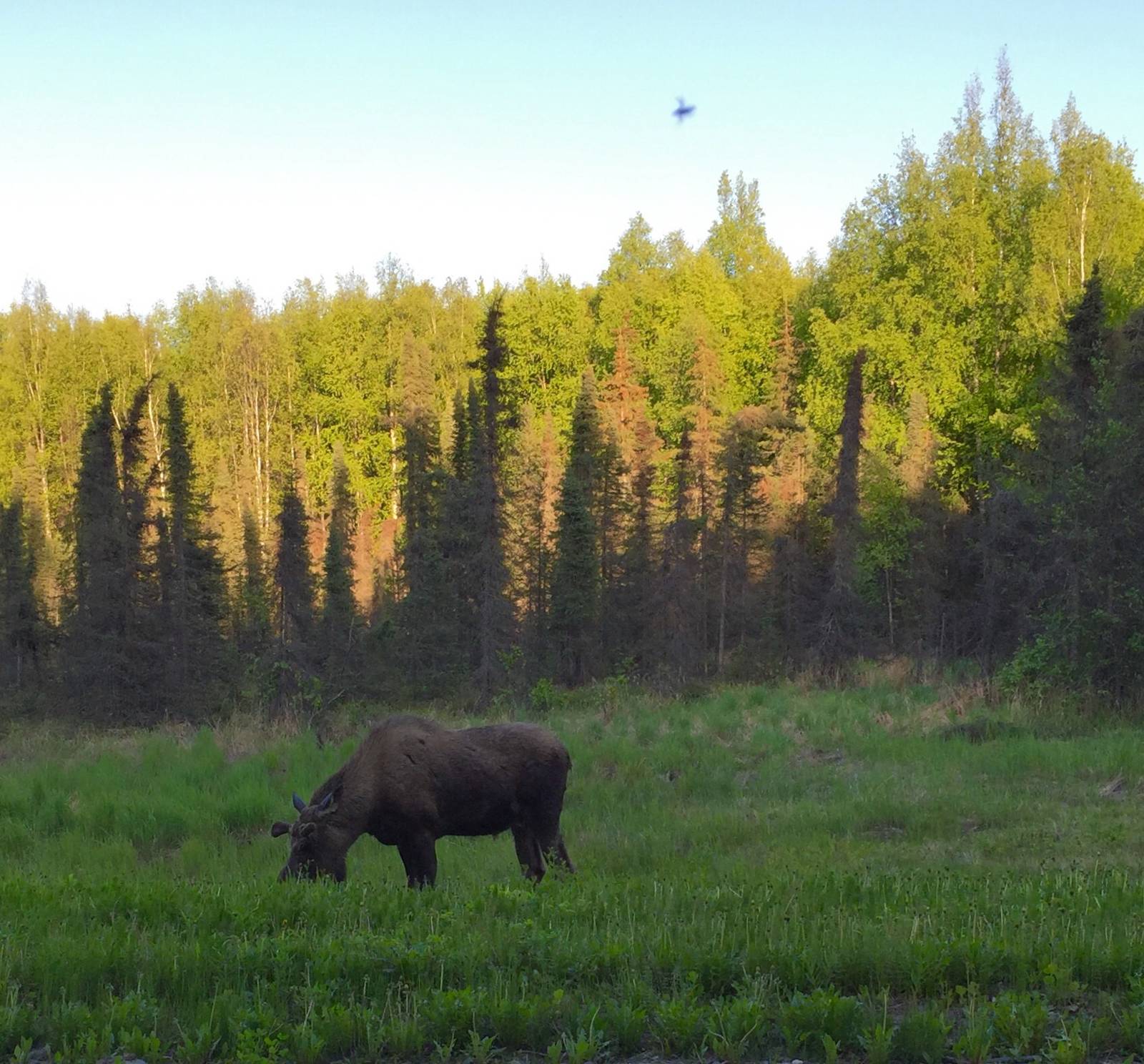 Moose - Alaska
