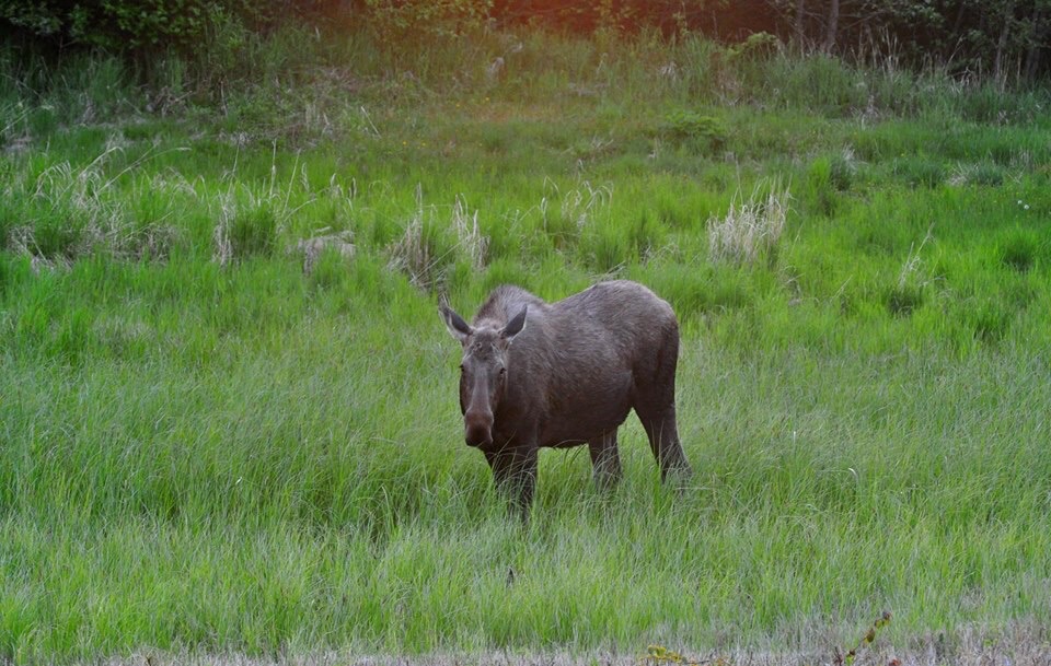 Moose - Alaska