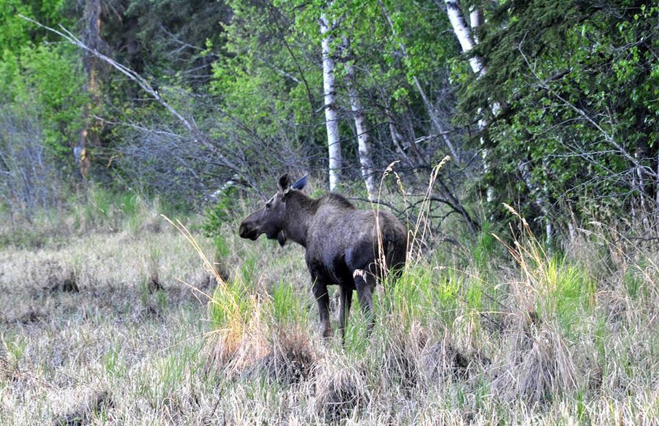 Moose - Alaska