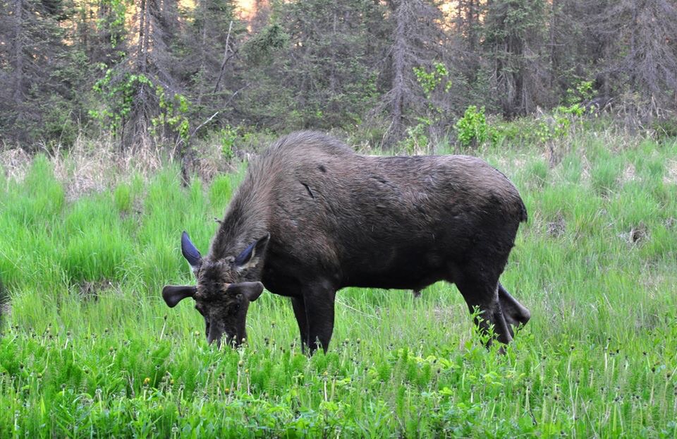 Moose - Alaska