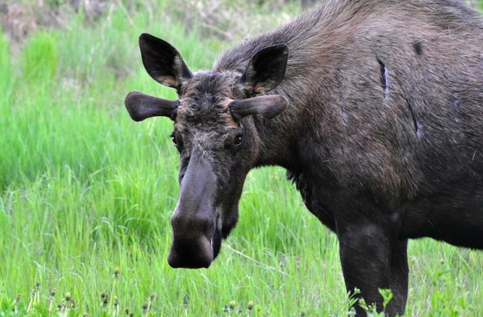 Moose - Alaska
